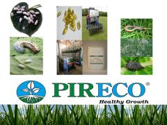 Pireco